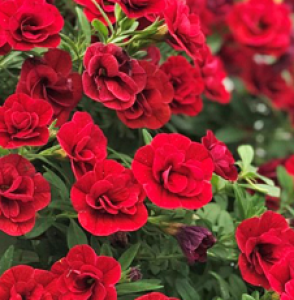 UNO D.DARK RED